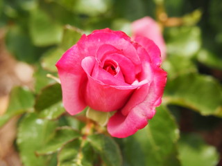 Pink Rose Bud