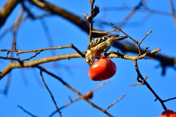 熟し柿を美味しそうに食べるコゲラ