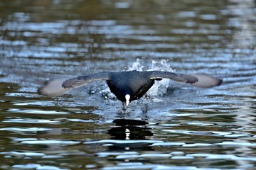 迫力満点のオオバンの突進