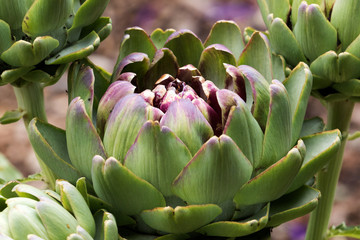 Artichoke Plant, also known as Cardoon or Thistle