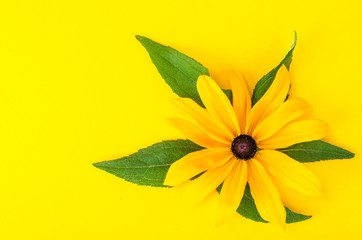 Yellow flower on bright background, space for text