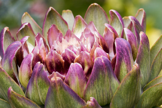 Artichoke Plant, also known as Cardoon or Thistle