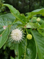 Button Bush Flower 1