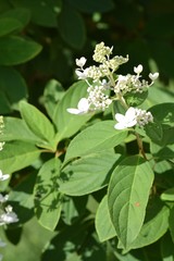 Summer flower 