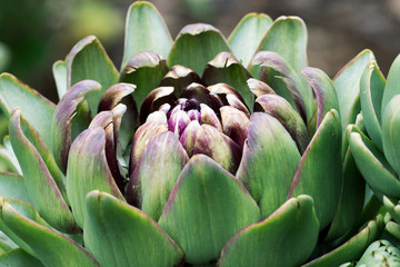 Artichoke Plant, also known as Cardoon or Thistle