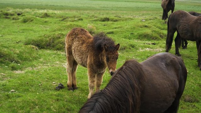 cute wild little iceland horse on a green fild
