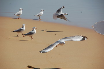 seagulls at Sydney's Bondi Beach. Shot in October.