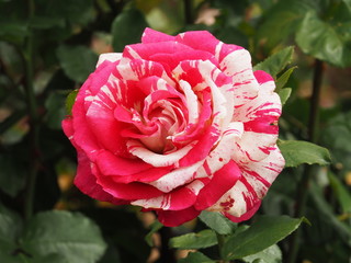 White and Red Tie-dyed Rose Angled Up