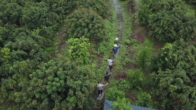 Asian farmers walk out from under the tree in the litchi farm