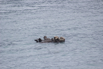 Otters floating