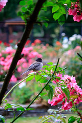 chickadee in rose garden