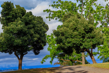 blue sky with clouds over green trees