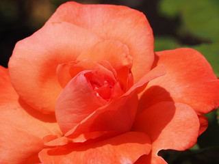 Closeup of Salmon Colored Rosebud