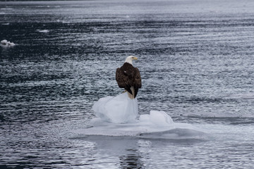 eagle sitting on ice
