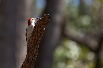 Woodpecker looking for food. 