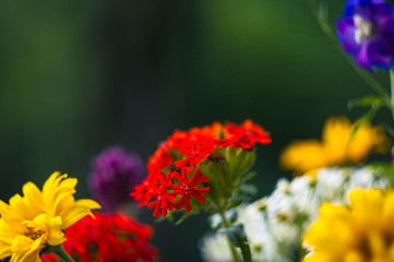 a bouquet of bright spring flowers of various types