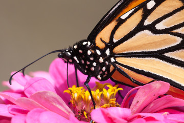 Monarch Butterfly Head Close Up