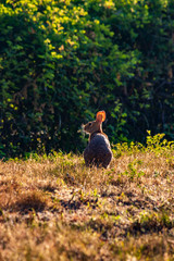 rabbit in field against the sunrise 3