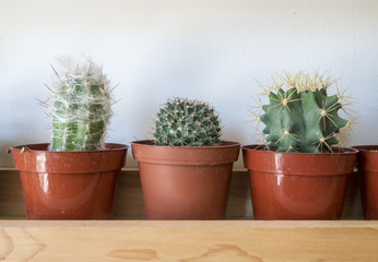 Three cute cacti cactus on a shelf 