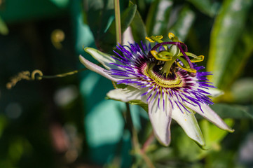 passion flower Passiflora caerulea Passionflower against green garden background