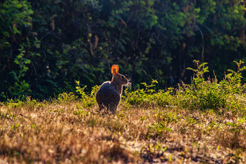rabbit in field against the sunrise 4