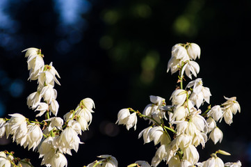 White Yucca filamentosa bush flowers in park, close up.