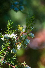 Incense cedar tree Calocedrus decurrens branch close up.