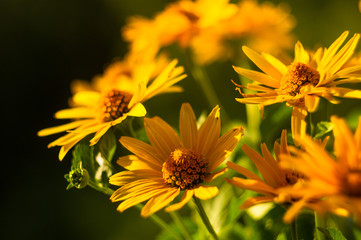 bouquet of bright yellow flowers Heliopsis helianthoides