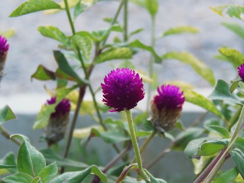 Flowers