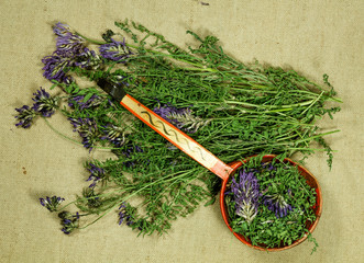 Astragalus. Dry herbs. Herbal medicine, phytotherapy medicinal herbs.