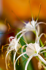 caribbean spider-lily, unique style white flower on multicolored background