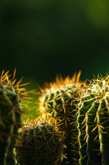 Cactus echinopsis tubiflora