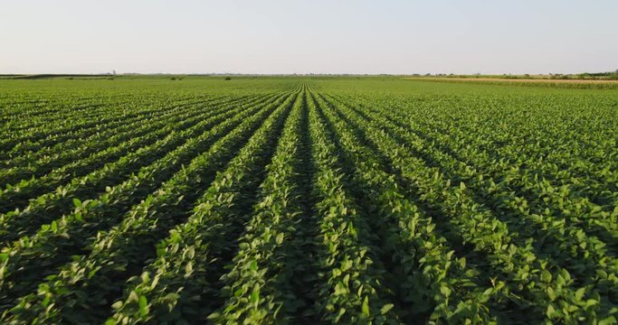 Aerial shot of green soybean field at agricultural farm.