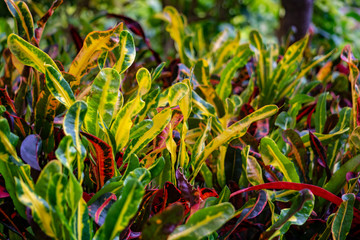 Crotons 2 © Kenneth