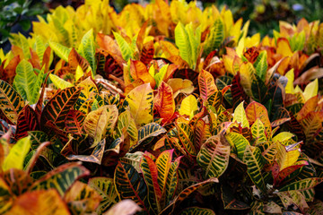 Crotons 1 © Kenneth