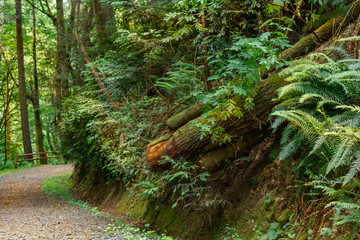 path cutting through a forest