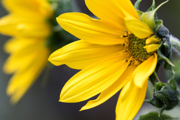 Sunflower in Spring