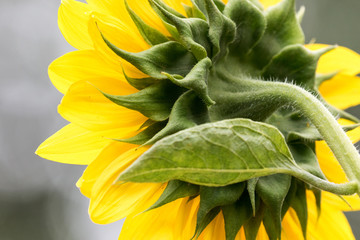 Fototapeta premium Sunflower in Spring
