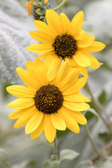 Sunflower in Spring