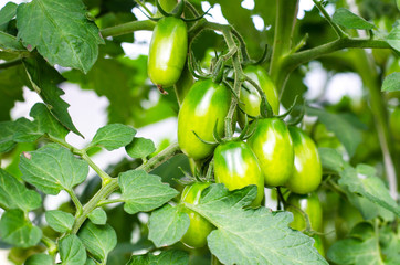 Green tomatoes on bush