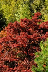嵯峨野の紅葉./背景に竹林がある光景です.