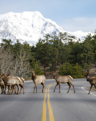 Elk Crossing - Rocky Mountain National Park 1
