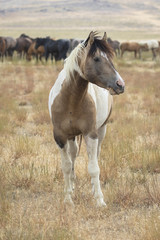 Obraz na płótnie Canvas Great Basin Wild Horses.