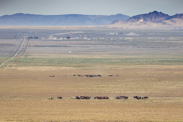 Fototapeta na wymiar Great Basin Wild Horses.