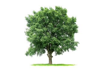 Trees isolated on white background, Large tree green leaf, tropical trees isolated used for design, with clipping path