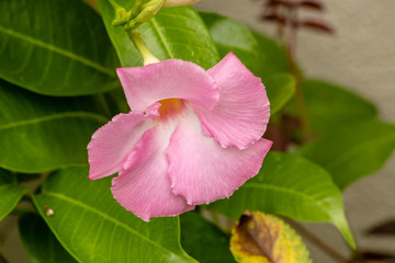 Fototapeta premium Pink flower