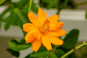 Bright orange flowers