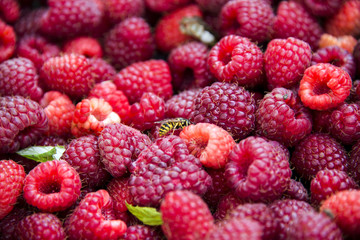 Freshly picked raspberries in crates and glasses on multicolored backgrounds with bees