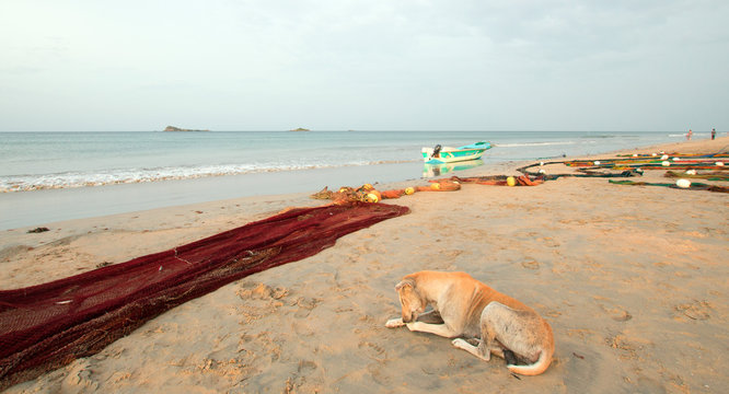 Stray dog next to fishing nets and small fishing boat on Nilaveli beach in Trincomalee Sri Lanka Asia