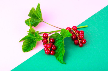 Red currant branch with berries and green leaves